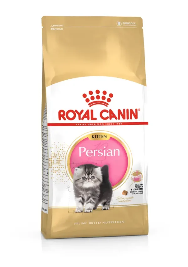 Persa, Gatito – Ave de corral
