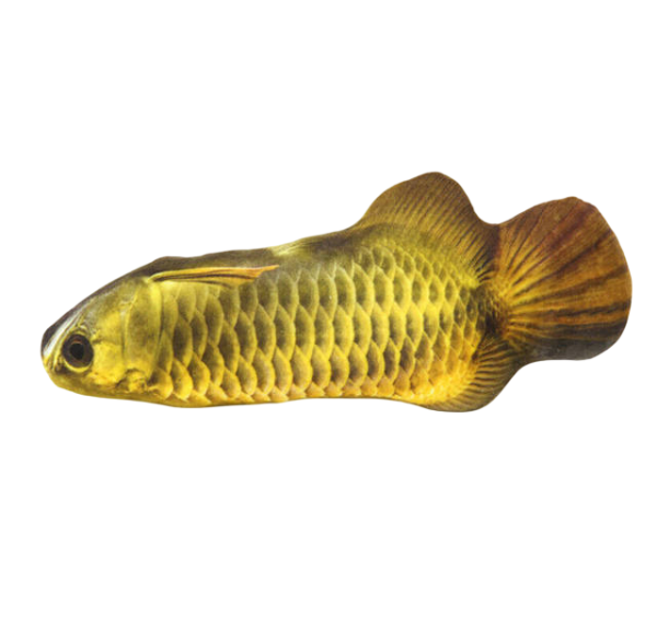 pez-peluche-saltarin-19-5cm-4 Pez Peluche Saltarin - 19.5cm